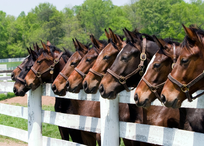 EQUINE CARE